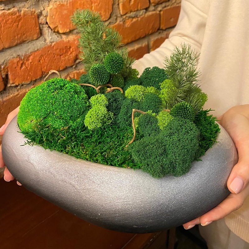 نباتات الطحالب الخضراء الاصطنا - مراجعة Sphagnum Moss Dry وسعره